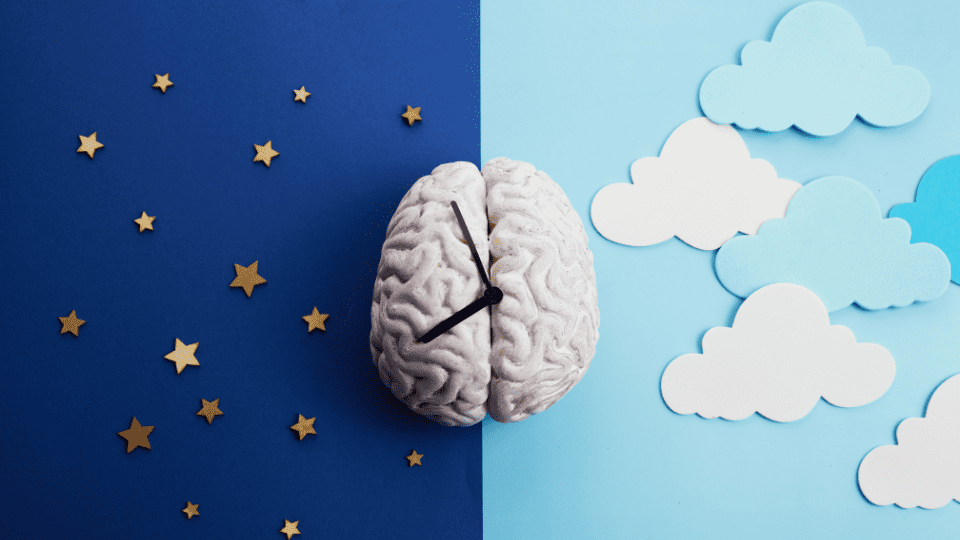 Brain and clock showing how the circadian rhythm works.